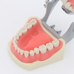 860 Lower Ivorine Epoxy Jaw